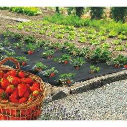 Мулчиращо фолио за ягоди 