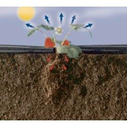 Мулчиращо фолио за ягоди 