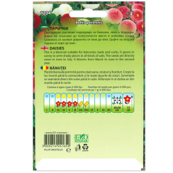 Парички /Bellis perennis/