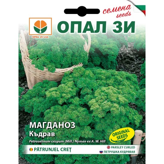 Магданоз Къдрав