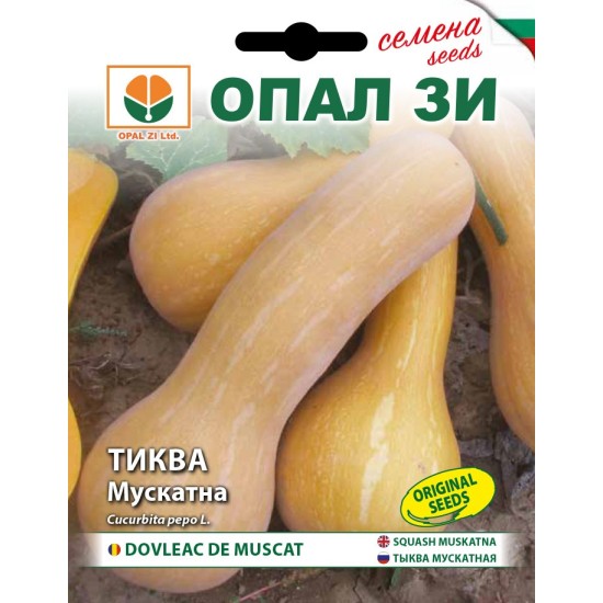 Тиква Мускатна