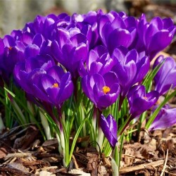 Минзухар Flower Record