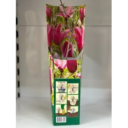 Магнолия Сюзън