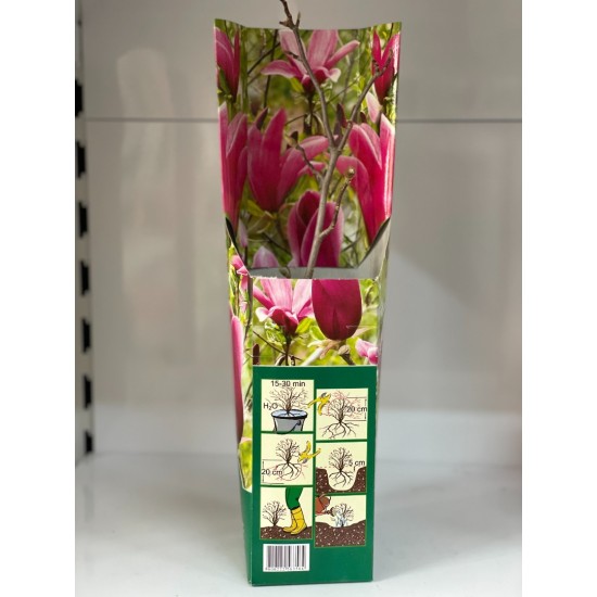 Магнолия Сюзън