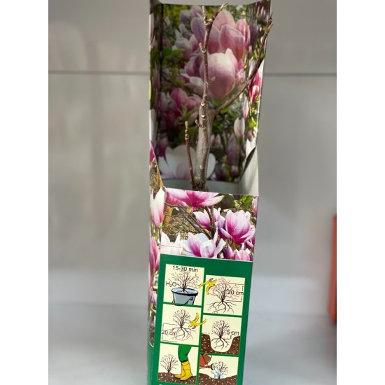 Магнолия Солангиана