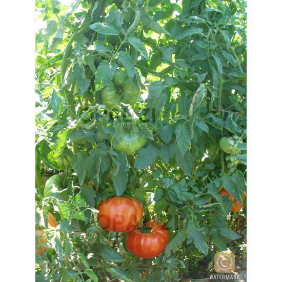 Домати Фантазия