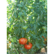 Домати Фантазия