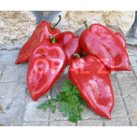 Пипер Пловдивска капия