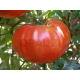 Домати Фантазия