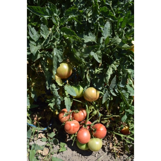 Домати Розов идеал