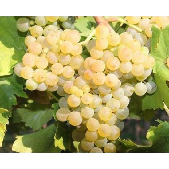 Мускат Отонел