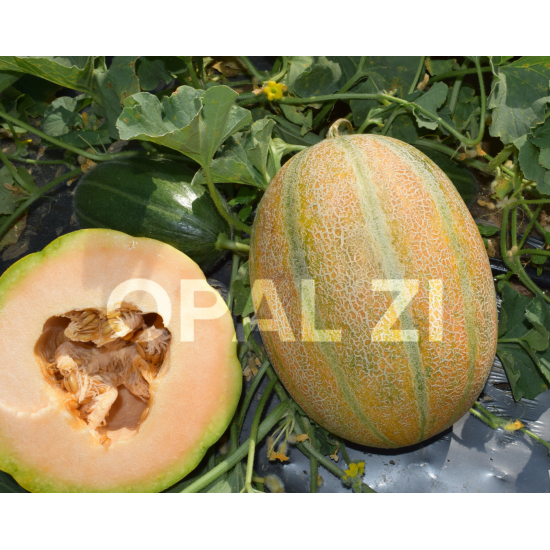 Пъпеш Диамант Лукс F1