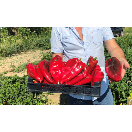 Пипер Хисарска капия