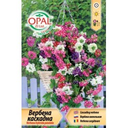 Вербена каскадна микс