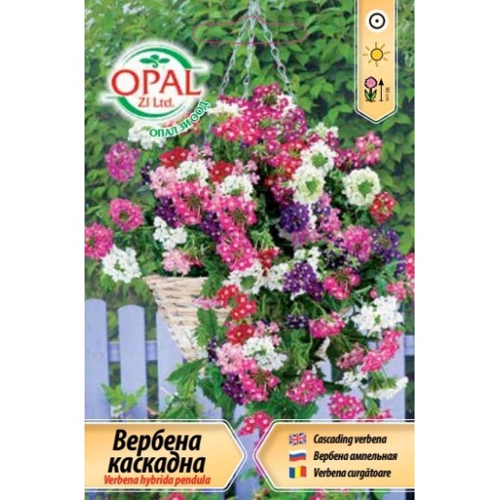 Вербена каскадна микс