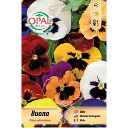 Виола /Теменужка/ микс