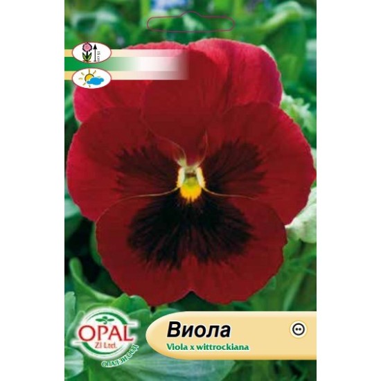 Виола /теменужка/ червена