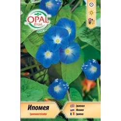 Ипомея синя