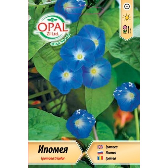 Ипомея синя