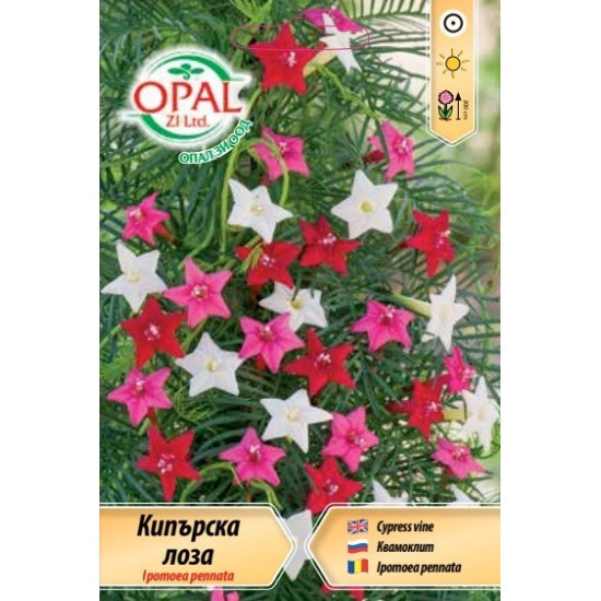 Кипърска лоза микс