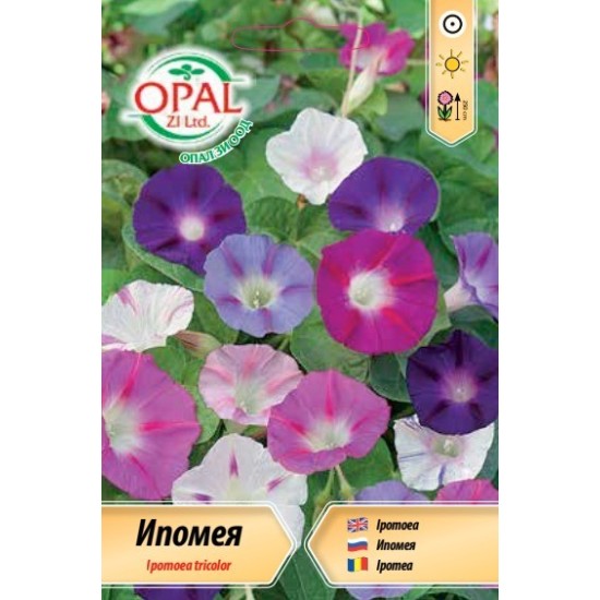 Ипомея микс