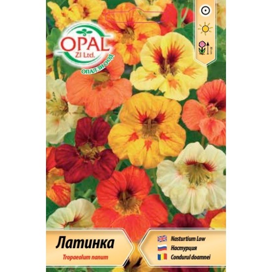Латинка ниска микс