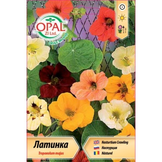Латинка увивна микс