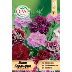 Карамфил мини микс