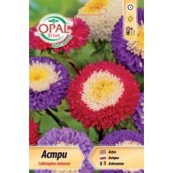 Астри Помпон Супреме микс