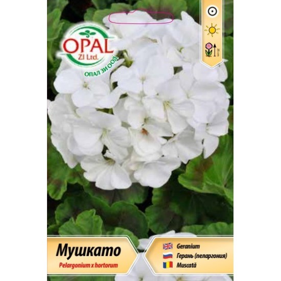 Мушкато /бяло/