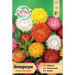 Хелихризум