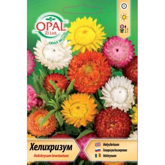 Хелихризум