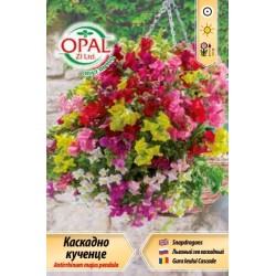 Антиринум /кученце/ каскадно микс 