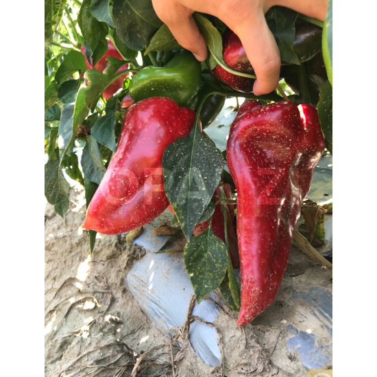 Пипер Хисарска капия