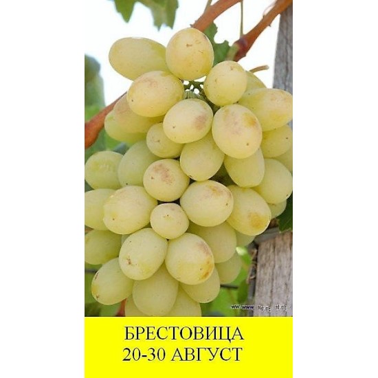 Брестовица 