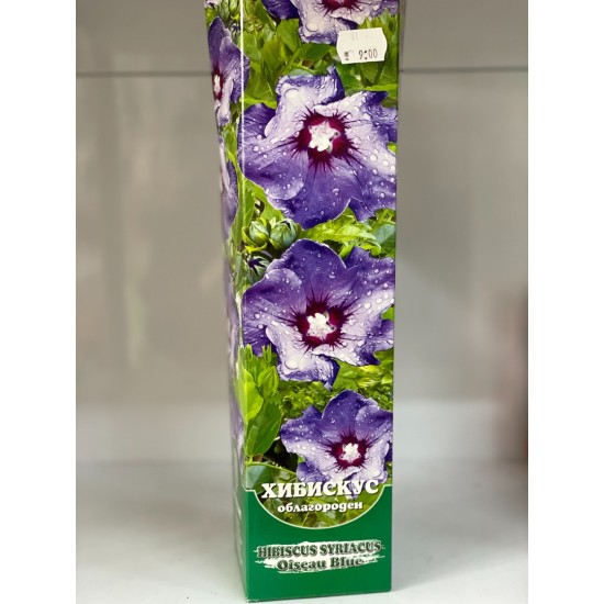 Хибискус Oiseau Blue