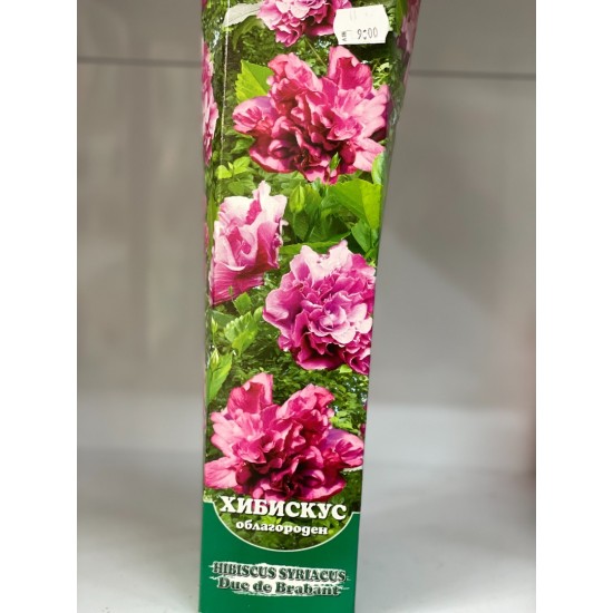 Хибискус Duc de Brabant