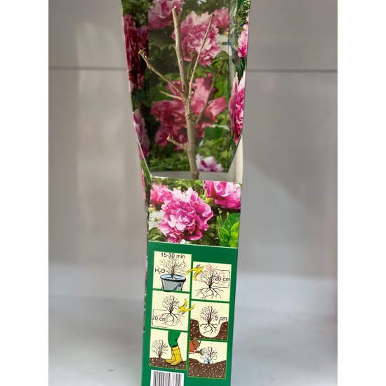 Хибискус Duc de Brabant