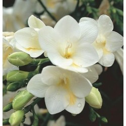 Фрезия white