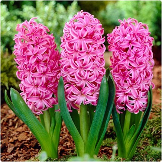 Зюмбюл Pink Pearl