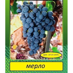Мерло 