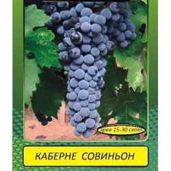 Каберне Совиньон