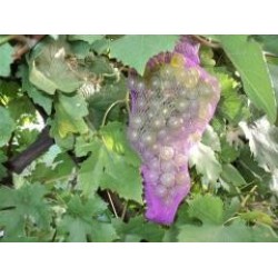 Мрежа за защита от оси