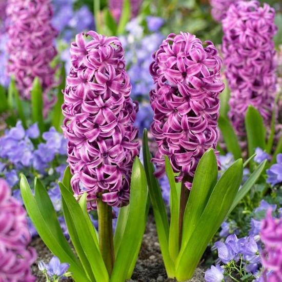 Зюмбюл Purple Sensation