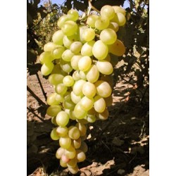 Гарант - Устойчив