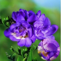 Фрезия blue