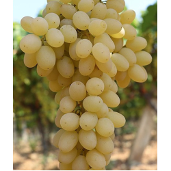 Султанина - без семе