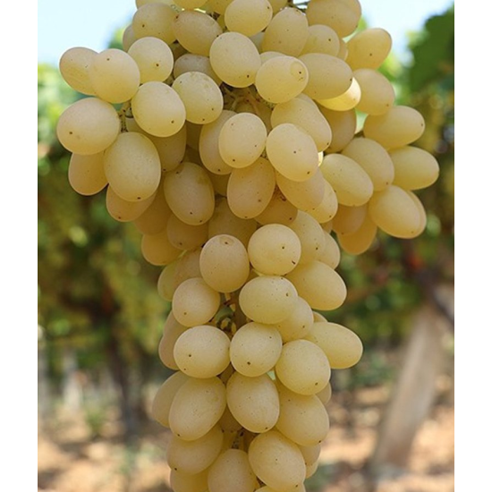 Султанина - без семе