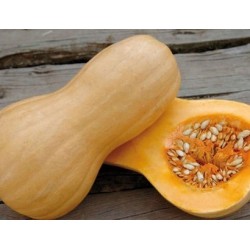 Тиква Матилда F1