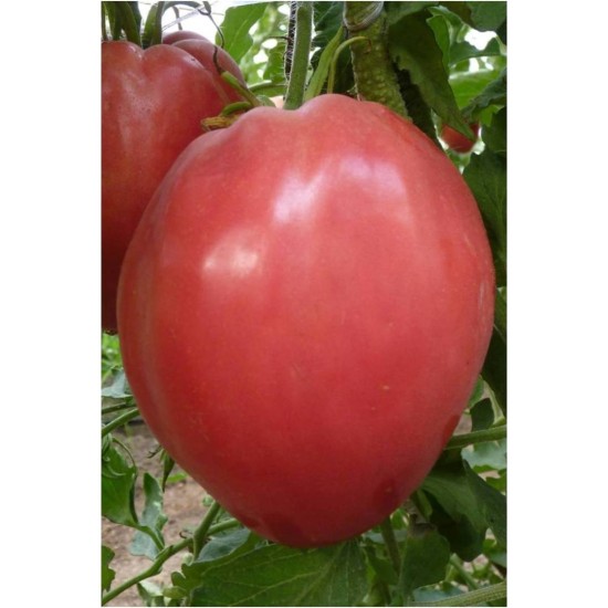 Домати Розово сърце 